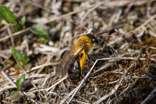 Andrena nitida